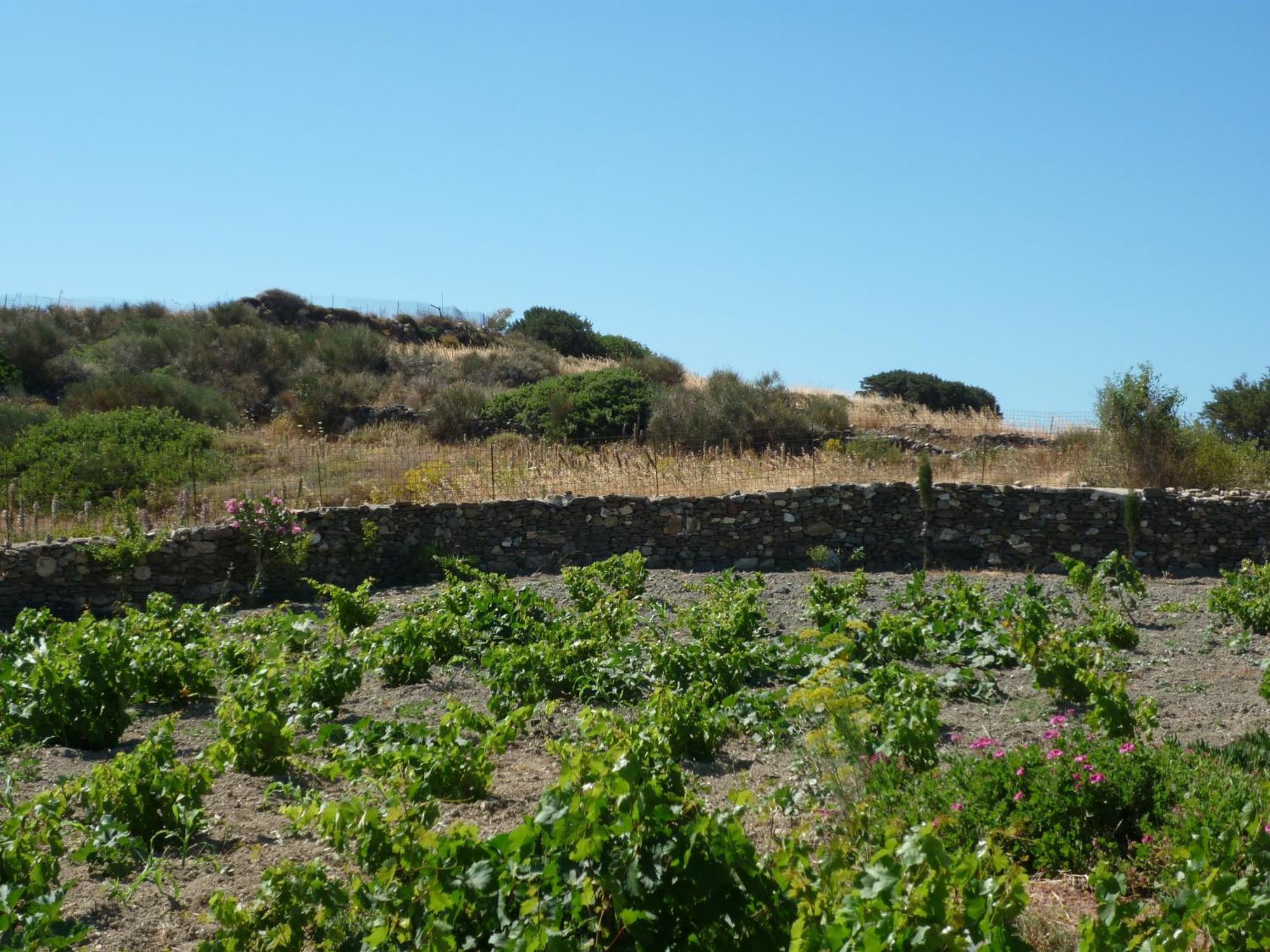 Smaragda Rooms & Studios Platis Gialos  Rom bilde